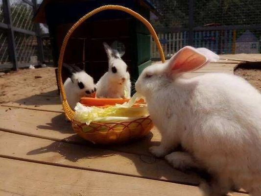 Grau de aditivos para alimentos para animais Sulfato de HCl L-lisina 98,5% 70% Grau de aditivos para alimentos para animais para pedido personalizado